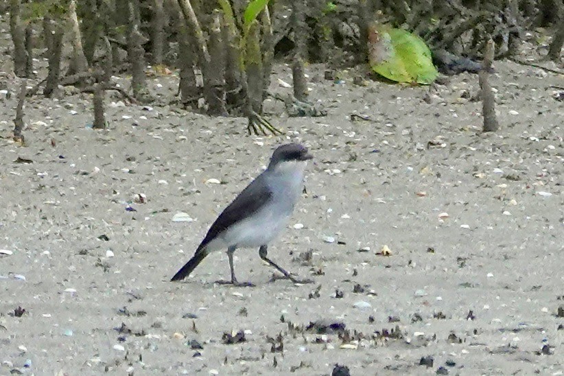 Mangrove Robin - ML637913991
