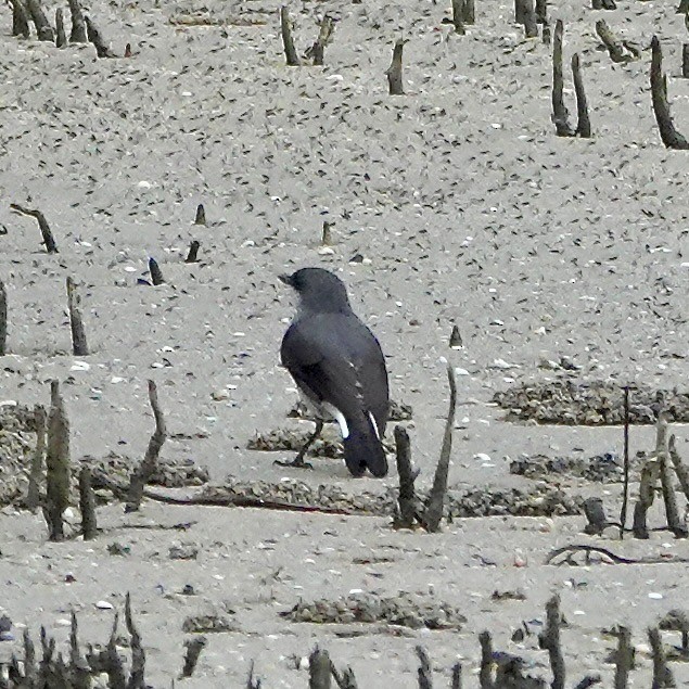 Mangrove Robin - ML637913993