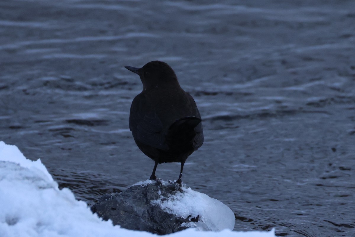 Brown Dipper - ML637913999