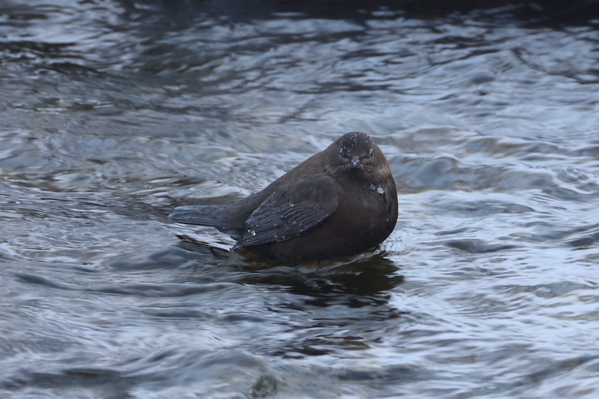 Brown Dipper - ML637914000
