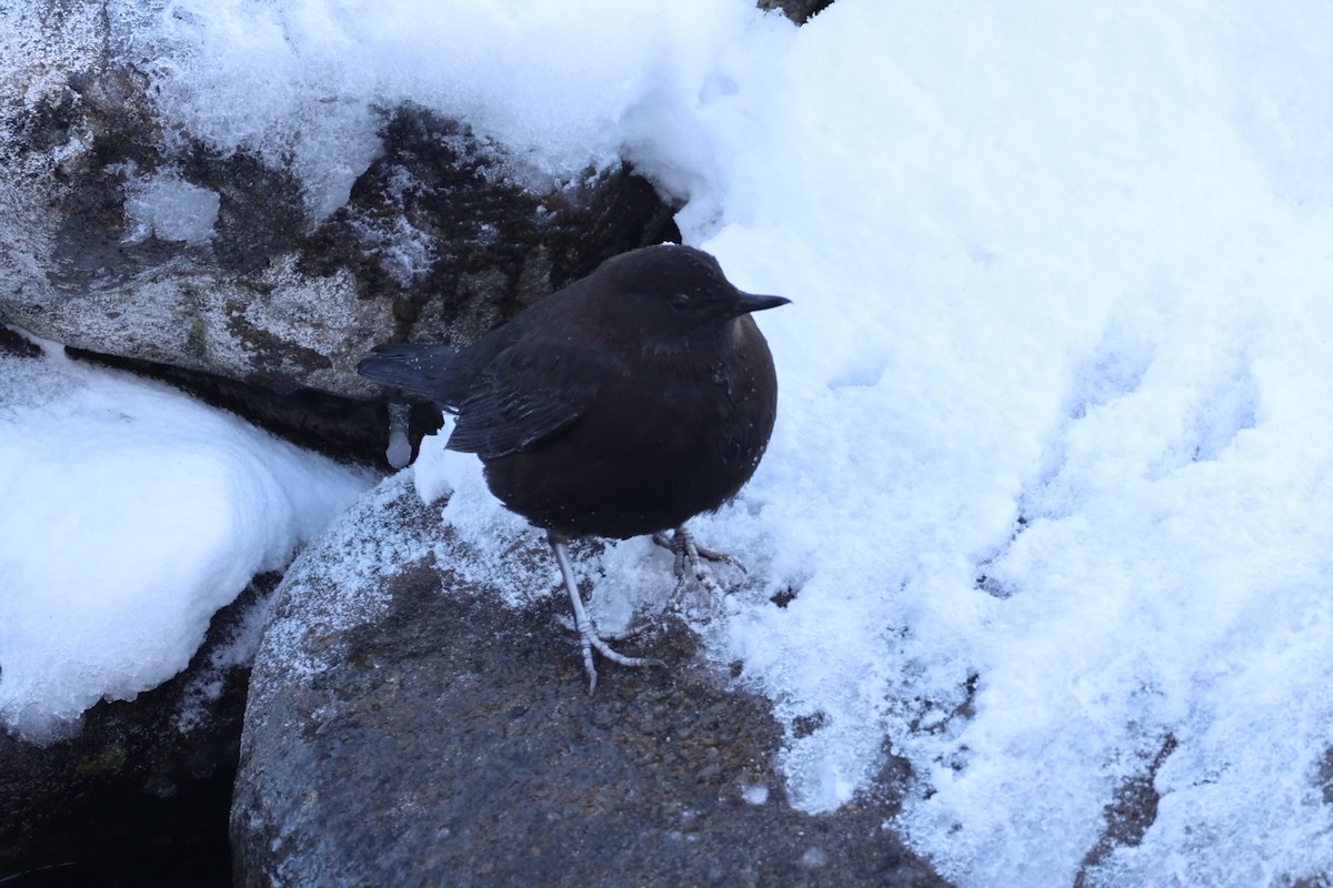 Brown Dipper - ML637914002