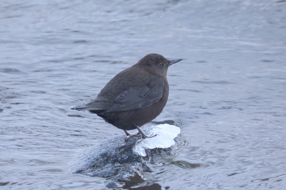 Brown Dipper - ML637914003