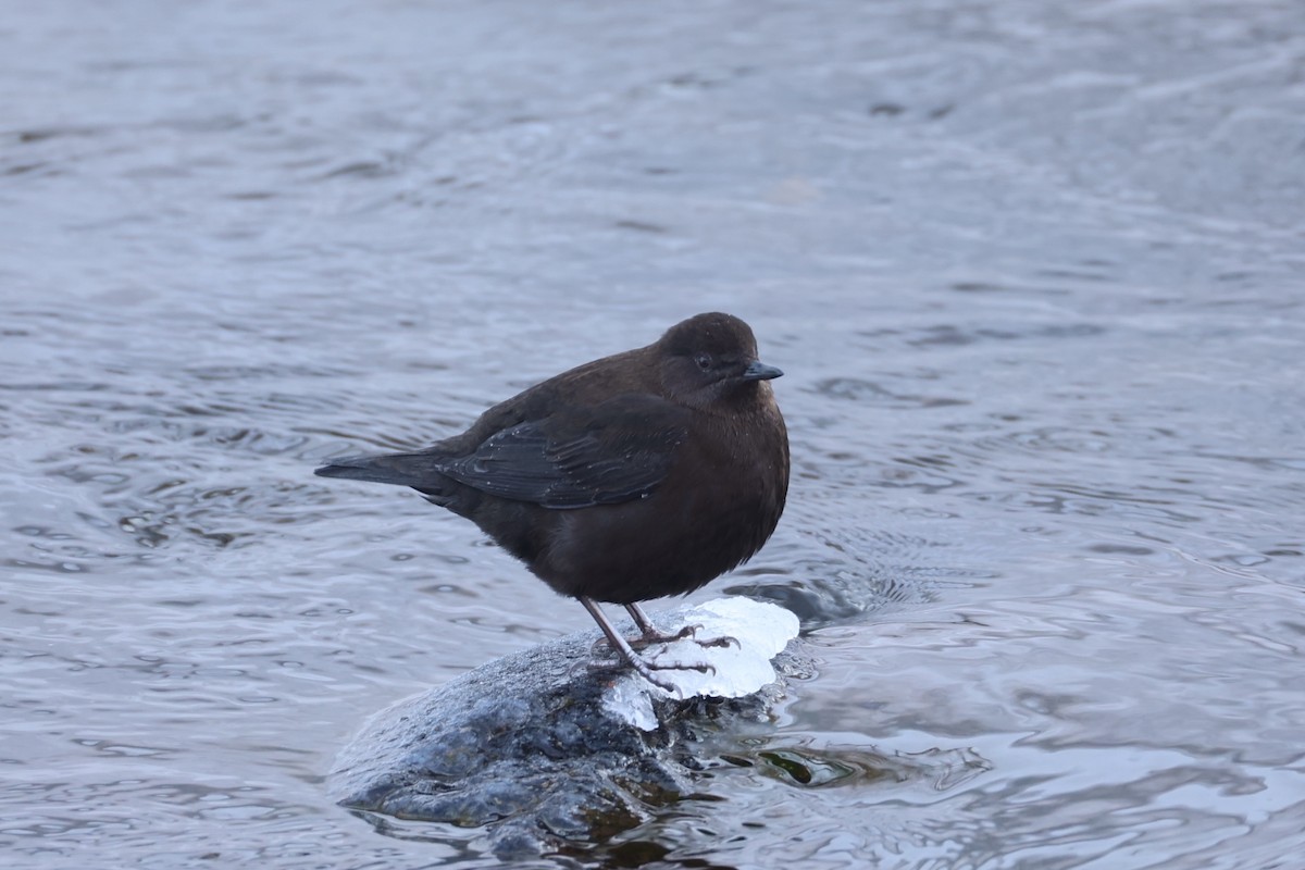 Brown Dipper - ML637914005