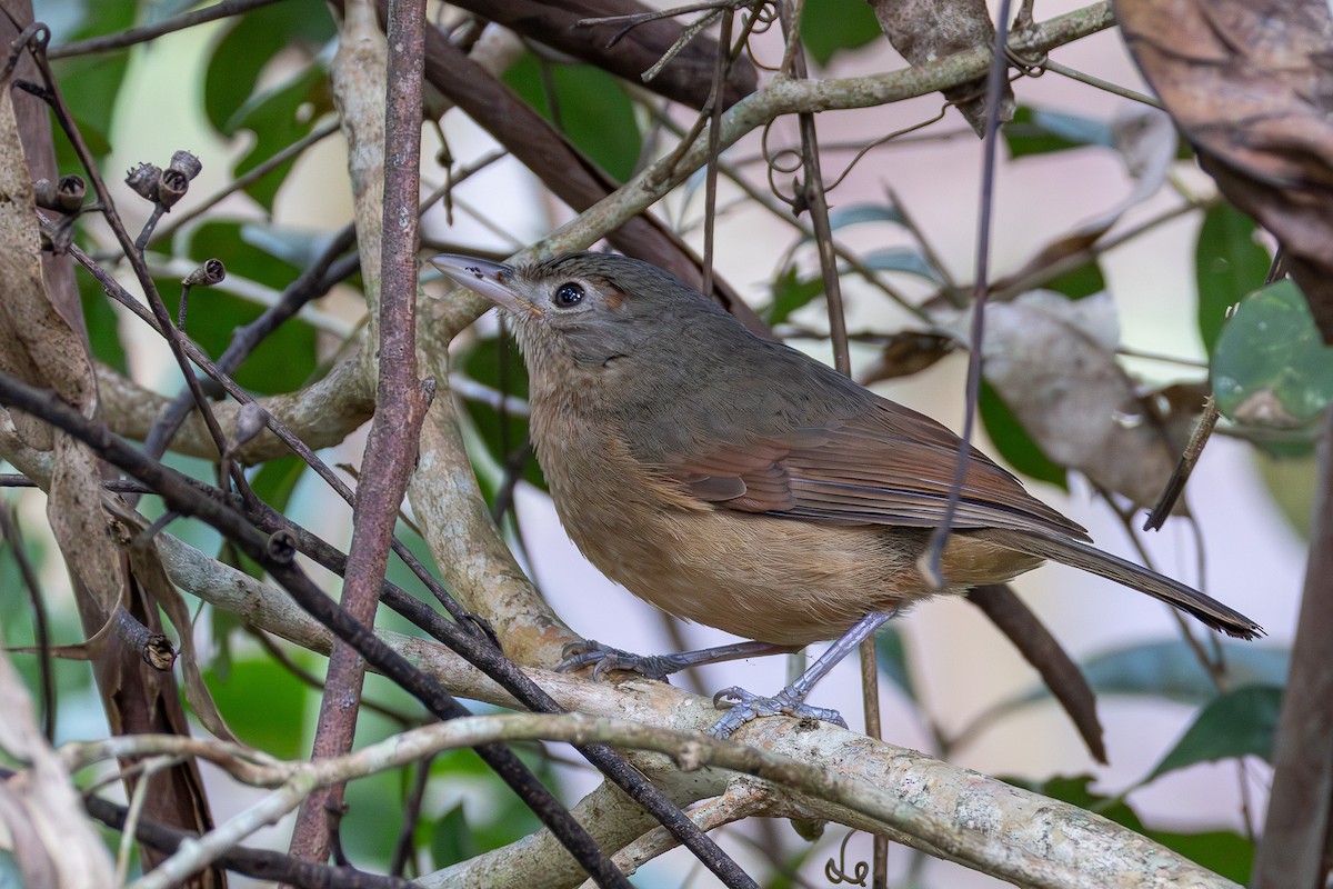 Rufous Shrikethrush - ML637914006
