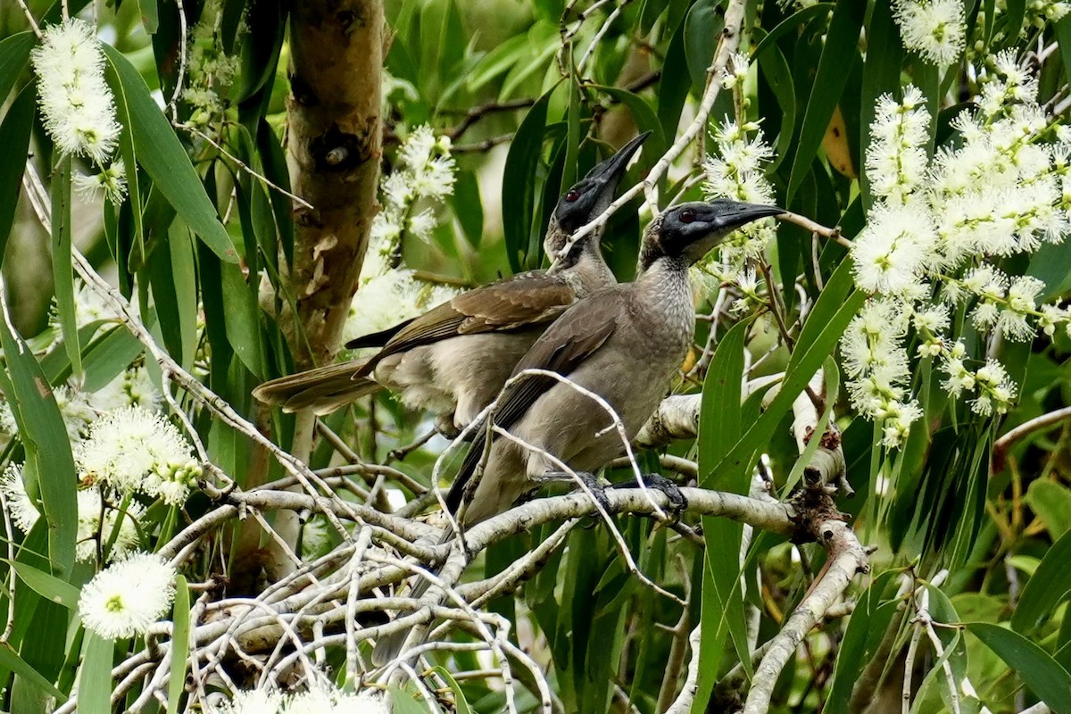 Helmeted Friarbird - ML637914033