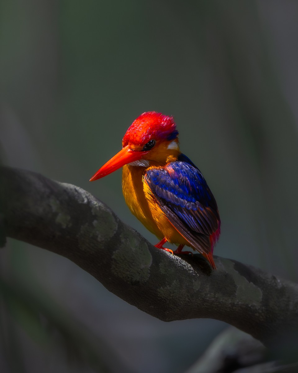 Black-backed Dwarf-Kingfisher - ML637914096