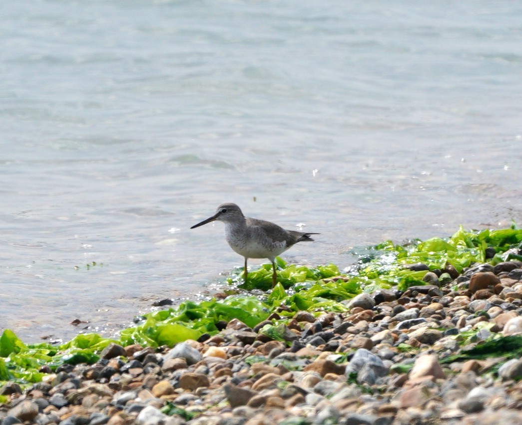 Gray-tailed Tattler - ML637914112