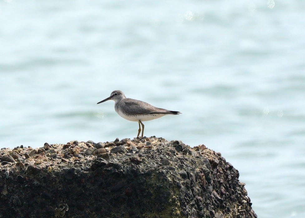 Gray-tailed Tattler - ML637914113