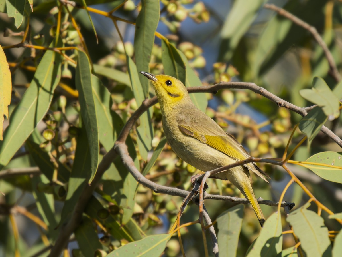 Yellow-tinted Honeyeater - ML637914130