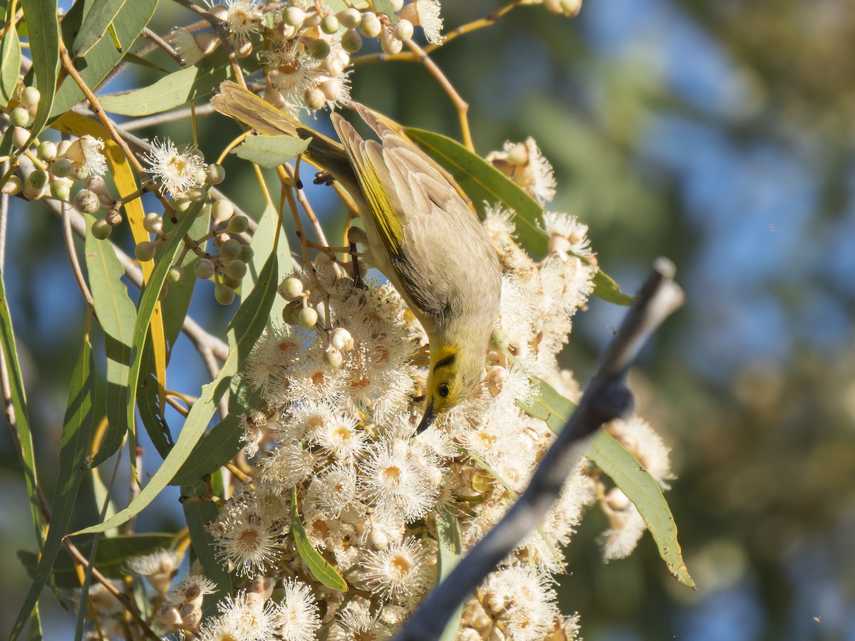 Yellow-tinted Honeyeater - ML637914131
