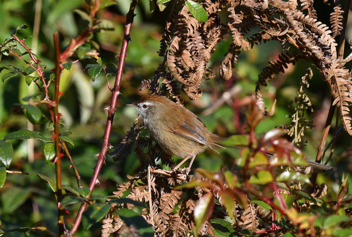 Rufous-crowned Prinia - ML637914143