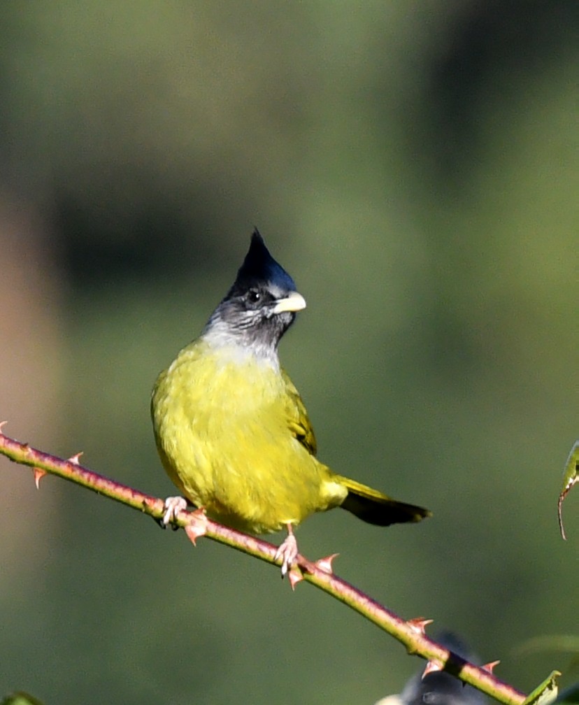Crested Finchbill - ML637914151