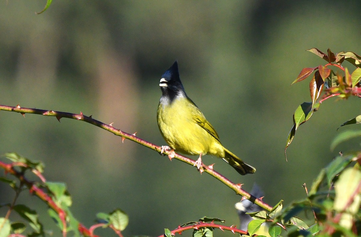 Crested Finchbill - ML637914152