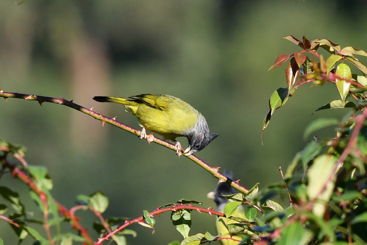 Crested Finchbill - ML637914153