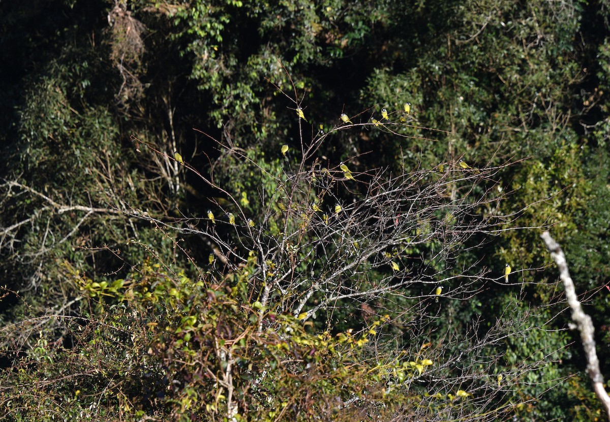 Crested Finchbill - ML637914155