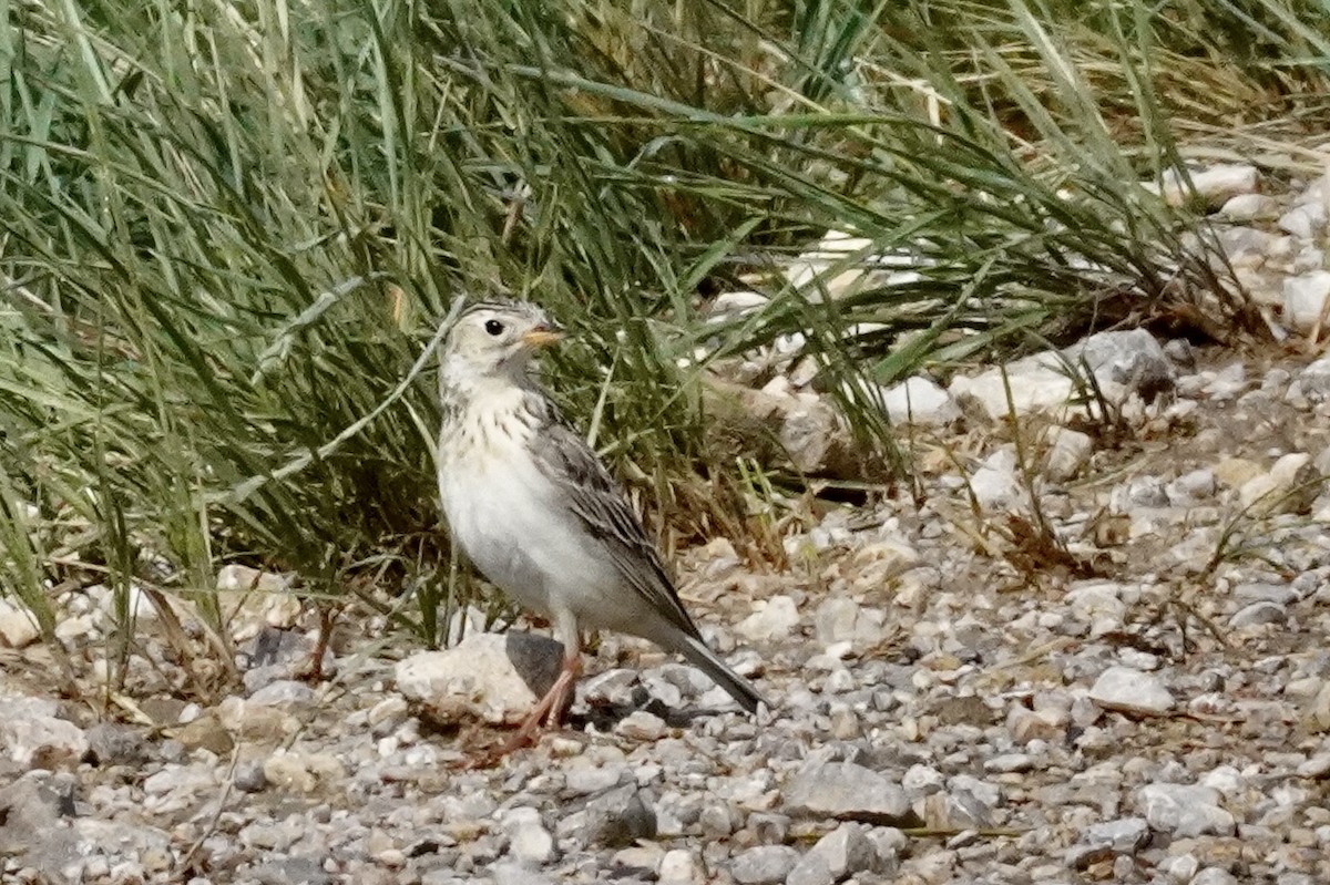 Sprague's Pipit - ML637914157