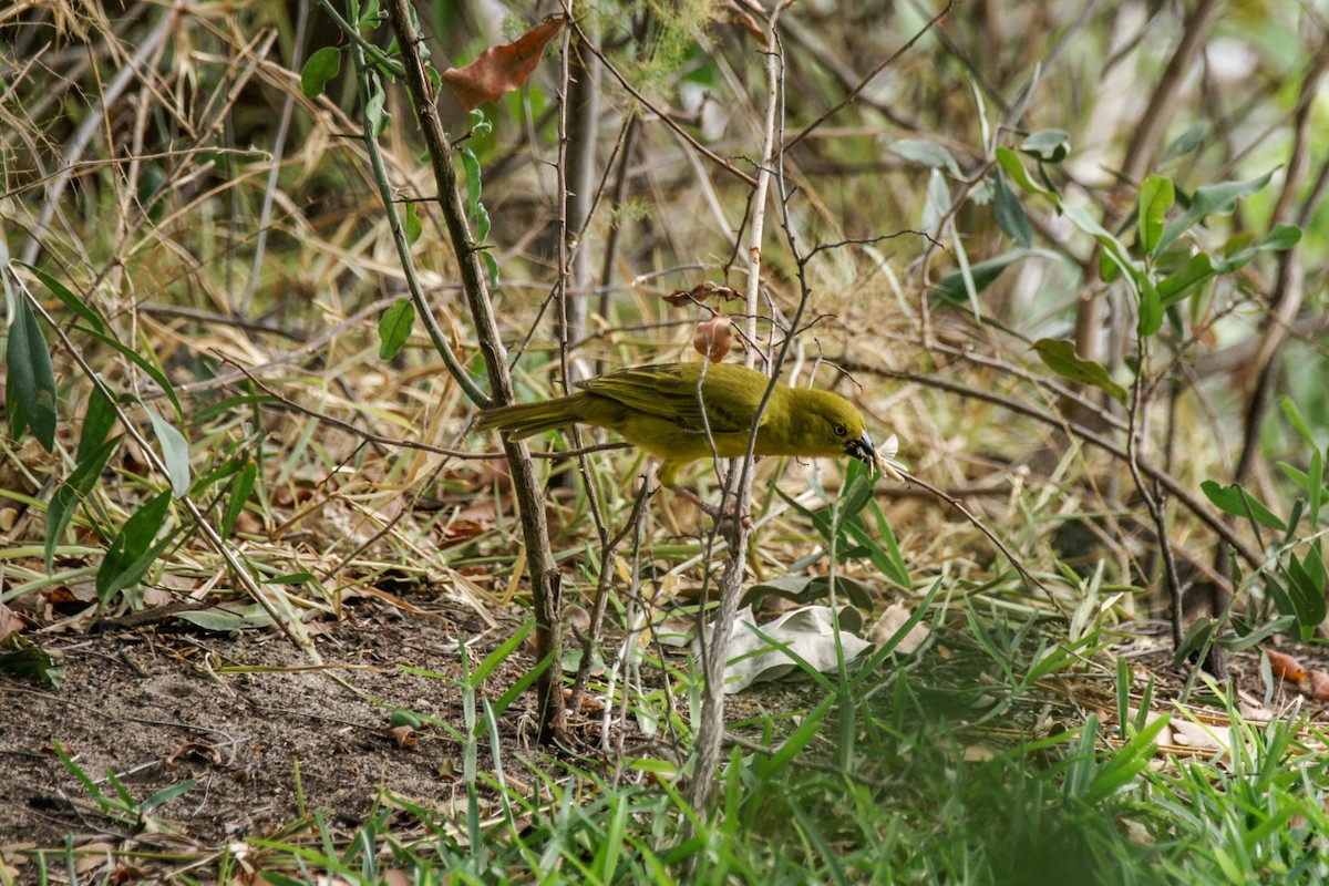 Holub's Golden-Weaver - ML637914183