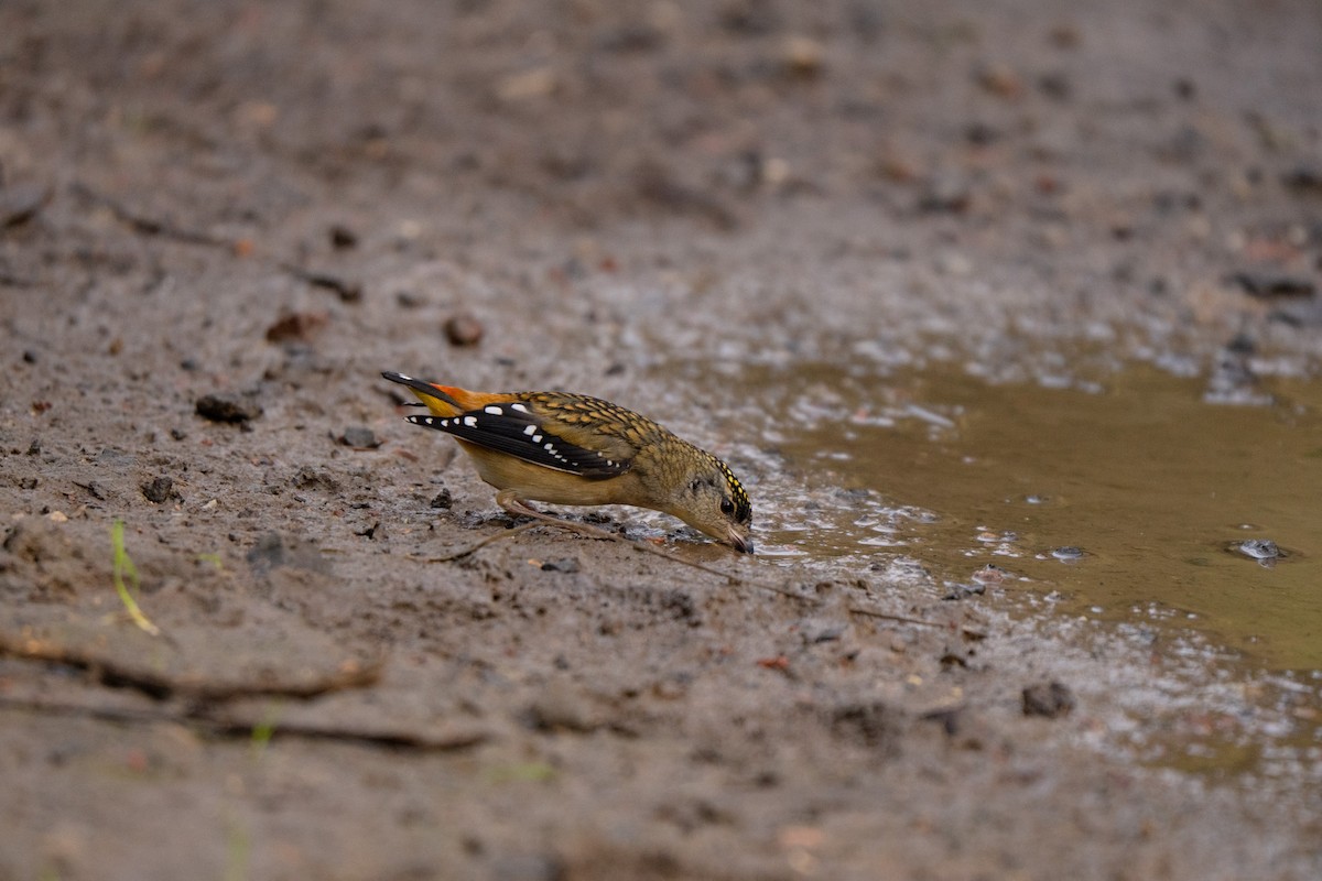 Spotted Pardalote - ML637914212
