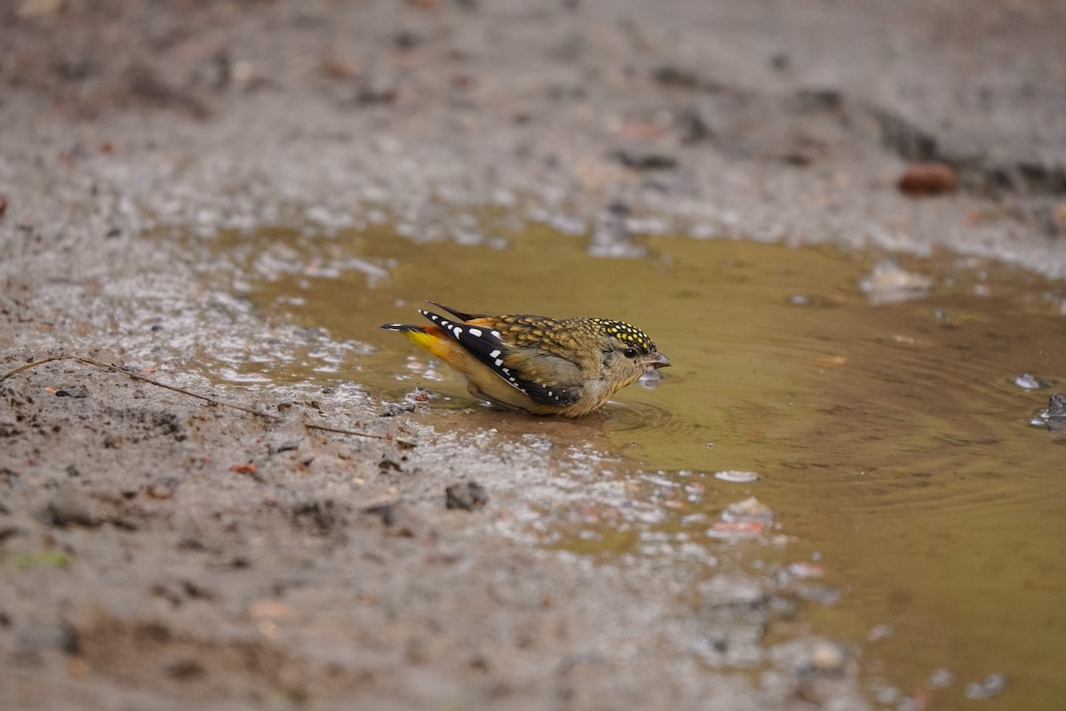 Spotted Pardalote - ML637914213