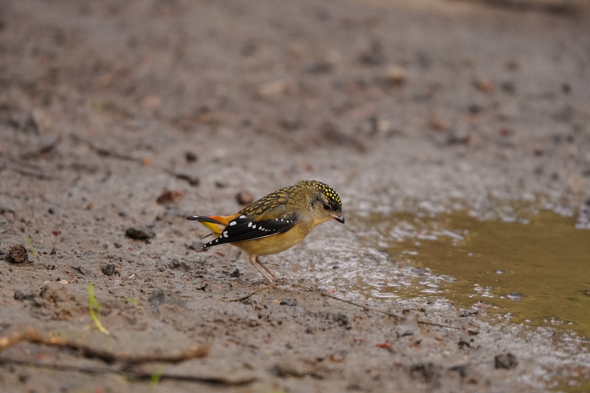 Spotted Pardalote - ML637914214