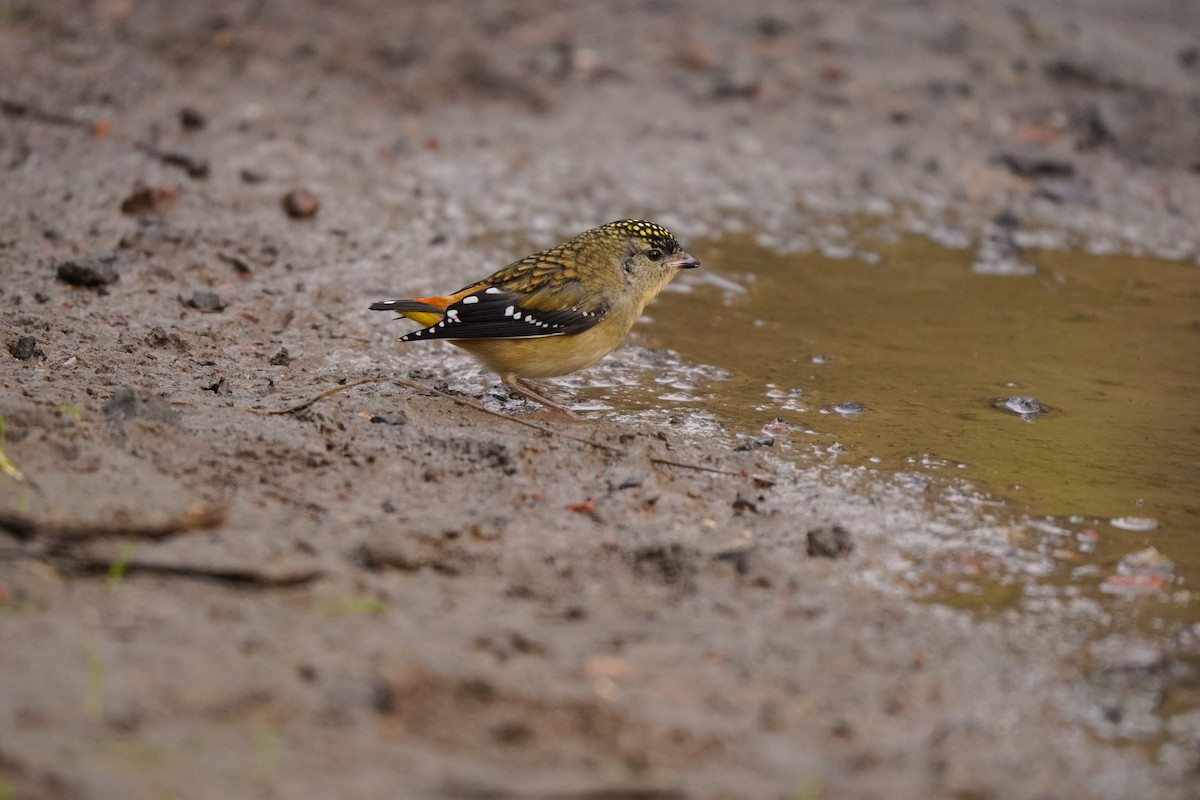 Spotted Pardalote - ML637914215