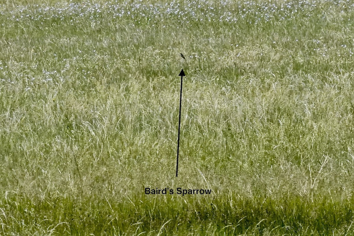 Baird's Sparrow - ML637914216