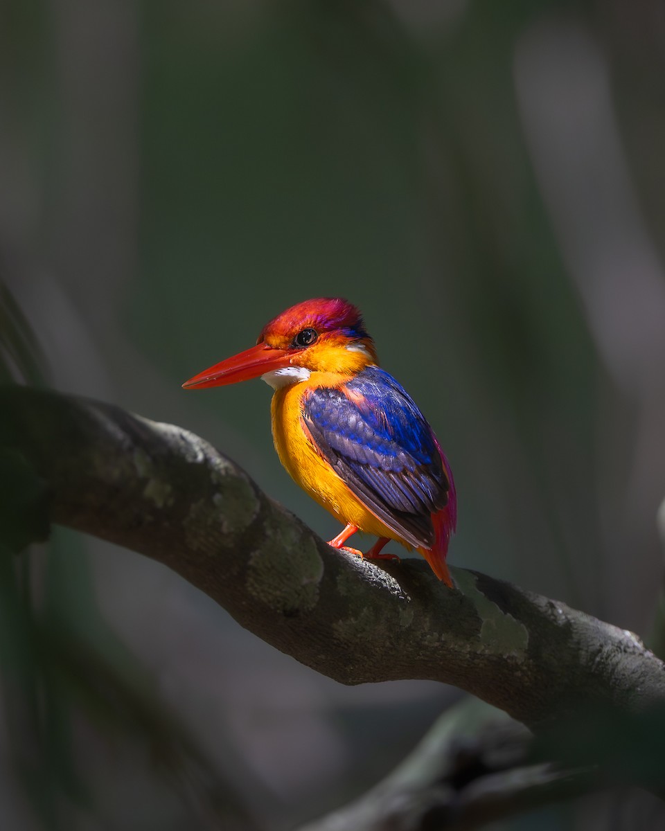 Black-backed Dwarf-Kingfisher - ML637914217
