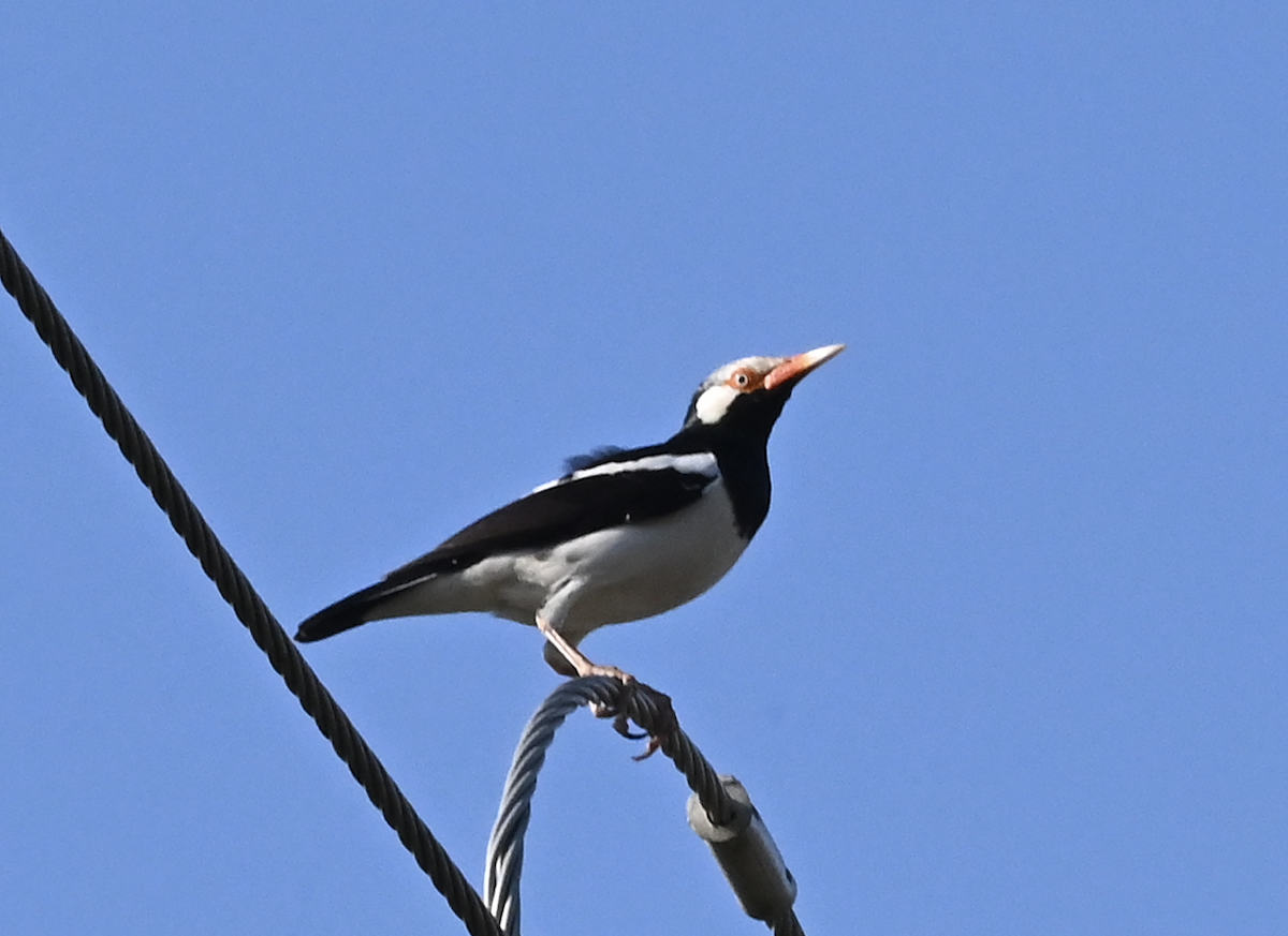 Siamese Pied Starling - ML637914259