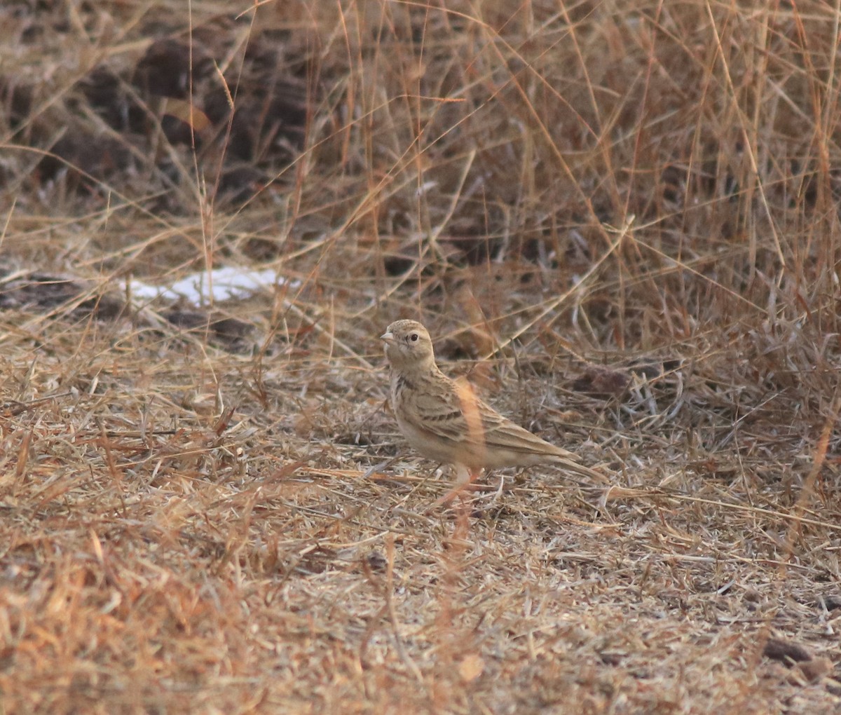Mongolian Short-toed Lark - ML637914262