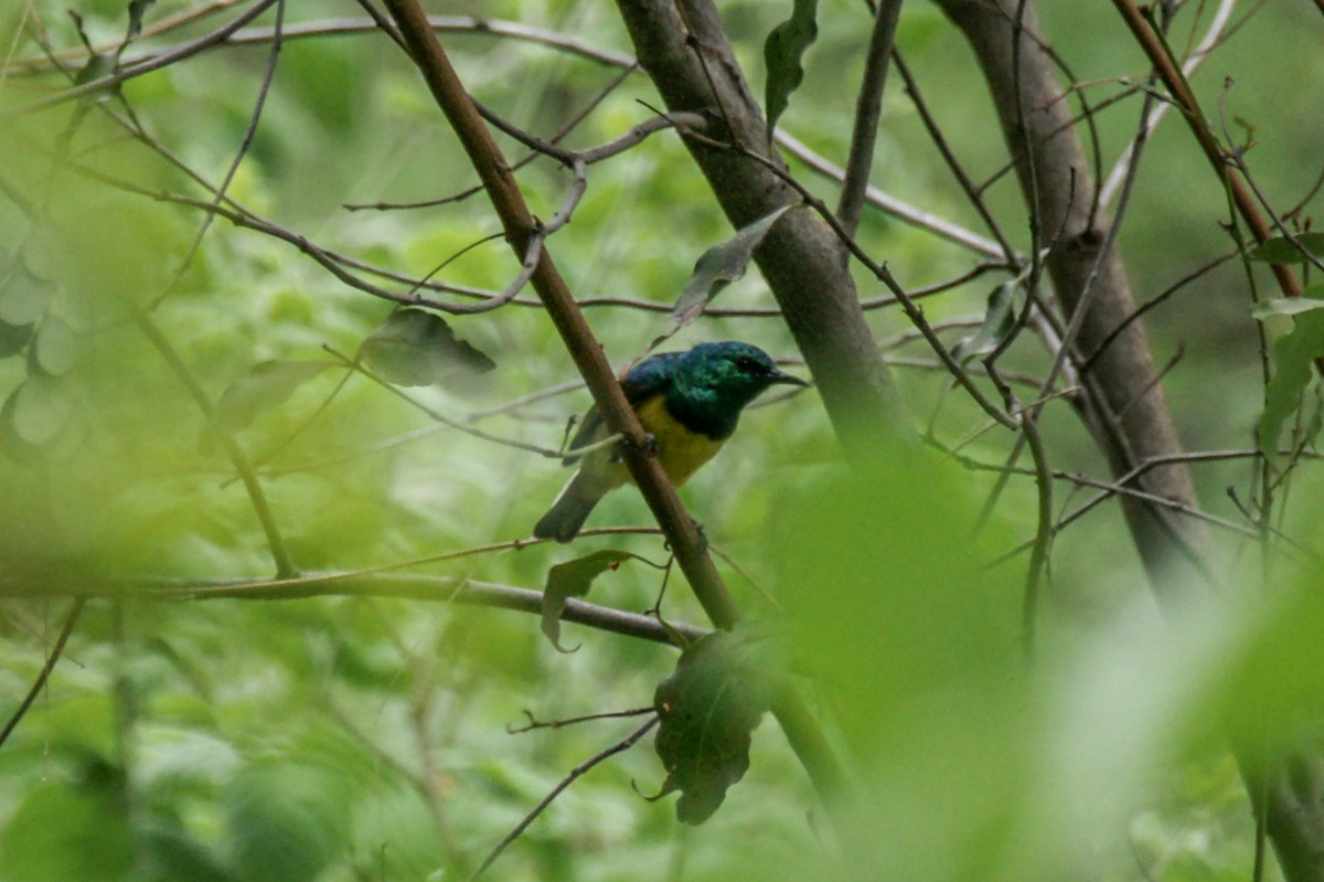 Collared Sunbird - ML637914278