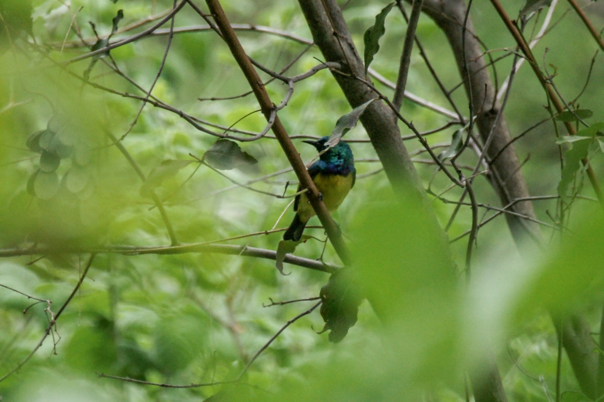 Collared Sunbird - ML637914279