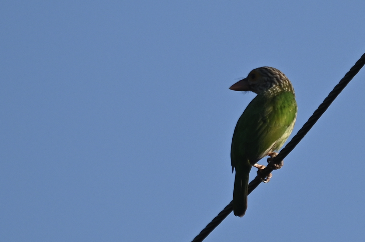 Lineated Barbet - ML637914280
