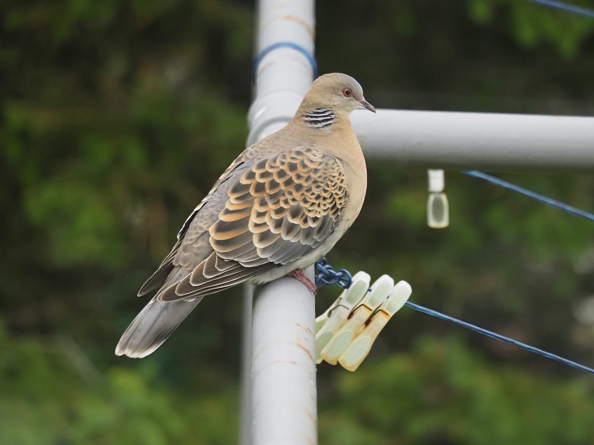 Oriental Turtle-Dove - ML637914289