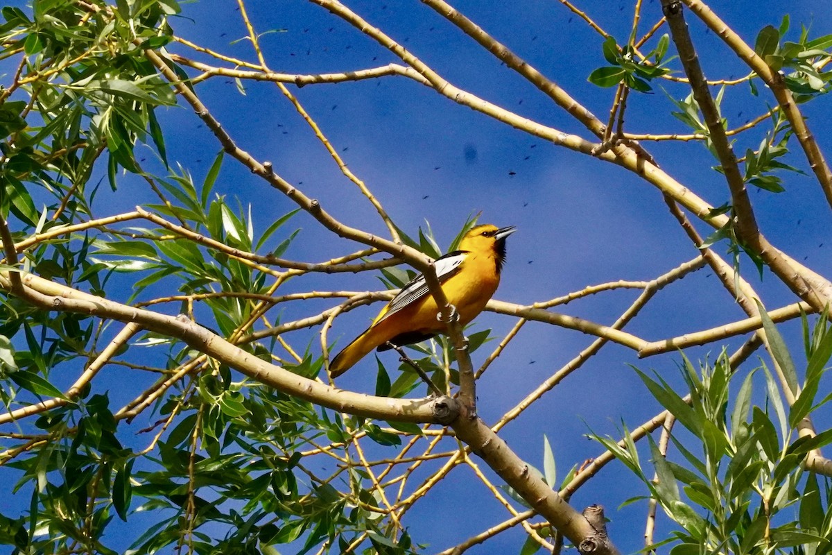 Oriole de Bullock - ML637914303