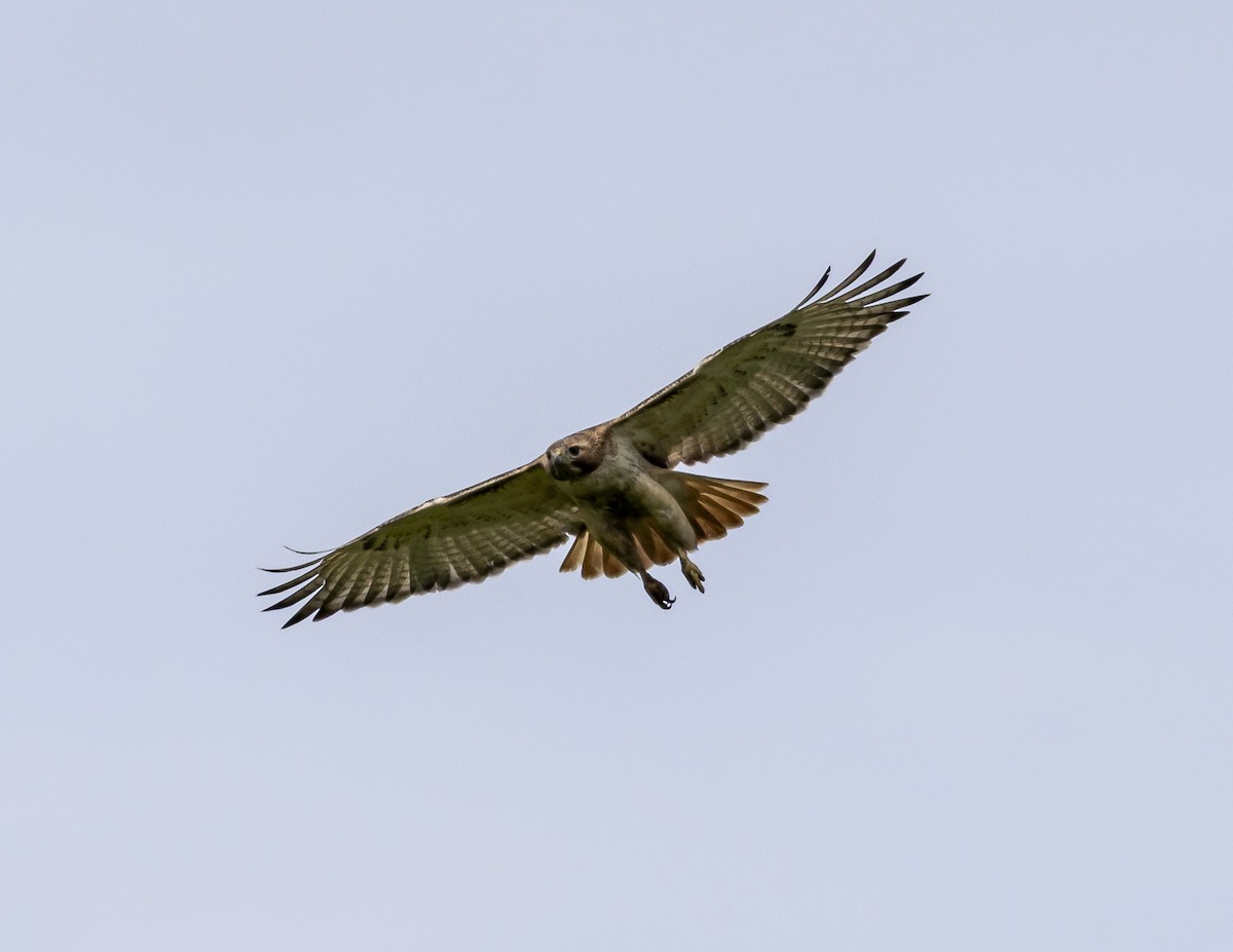 Red-tailed Hawk - ML637914363