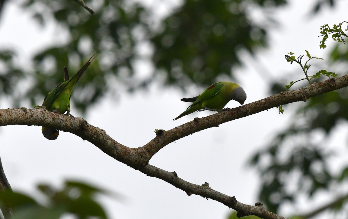 Blossom-headed Parakeet - ML637914366