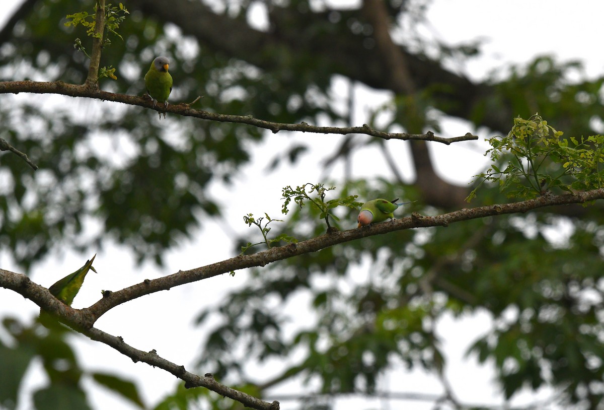 Blossom-headed Parakeet - ML637914367
