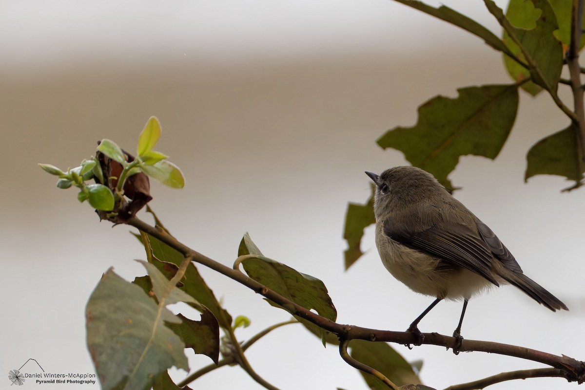 Brown Gerygone - ML637914401