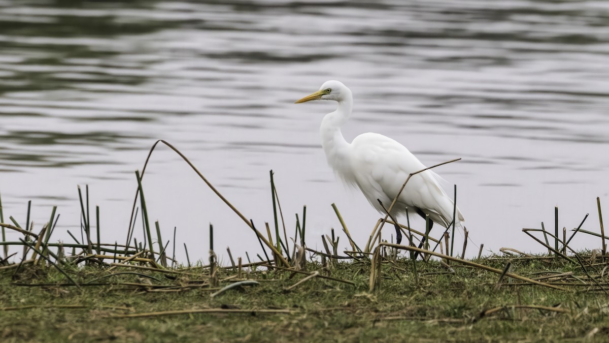 Yellow-billed Egret - ML637914433