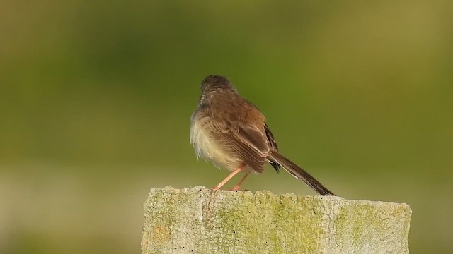 Plain Prinia - ML637914437