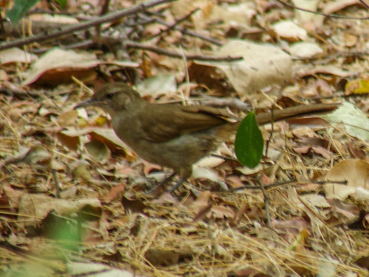 Terrestrial Brownbul - ML637914452