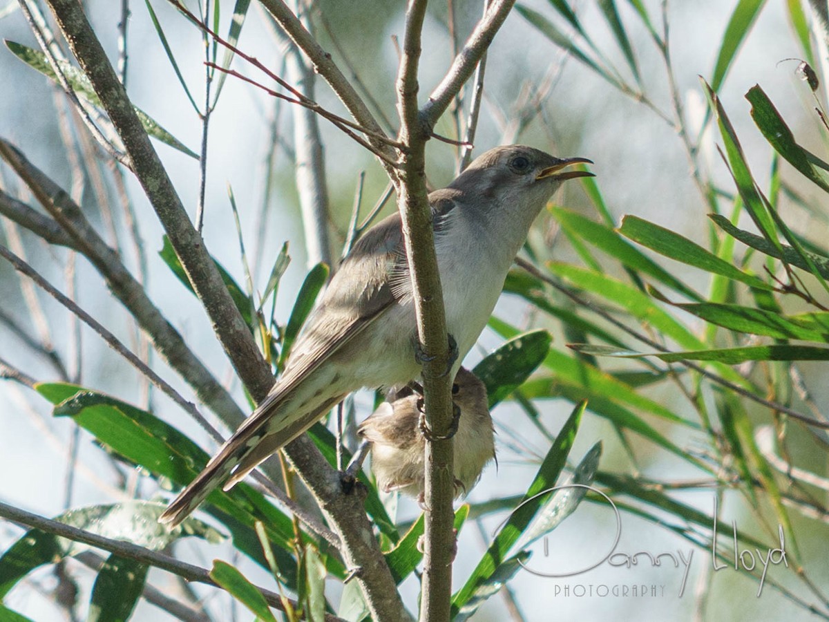 Horsfield's Bronze-Cuckoo - ML637914462
