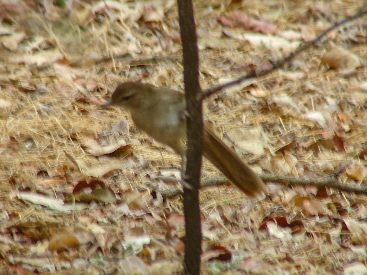 Terrestrial Brownbul - ML637914474
