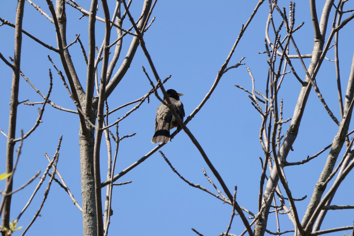 American Robin - ML637914477