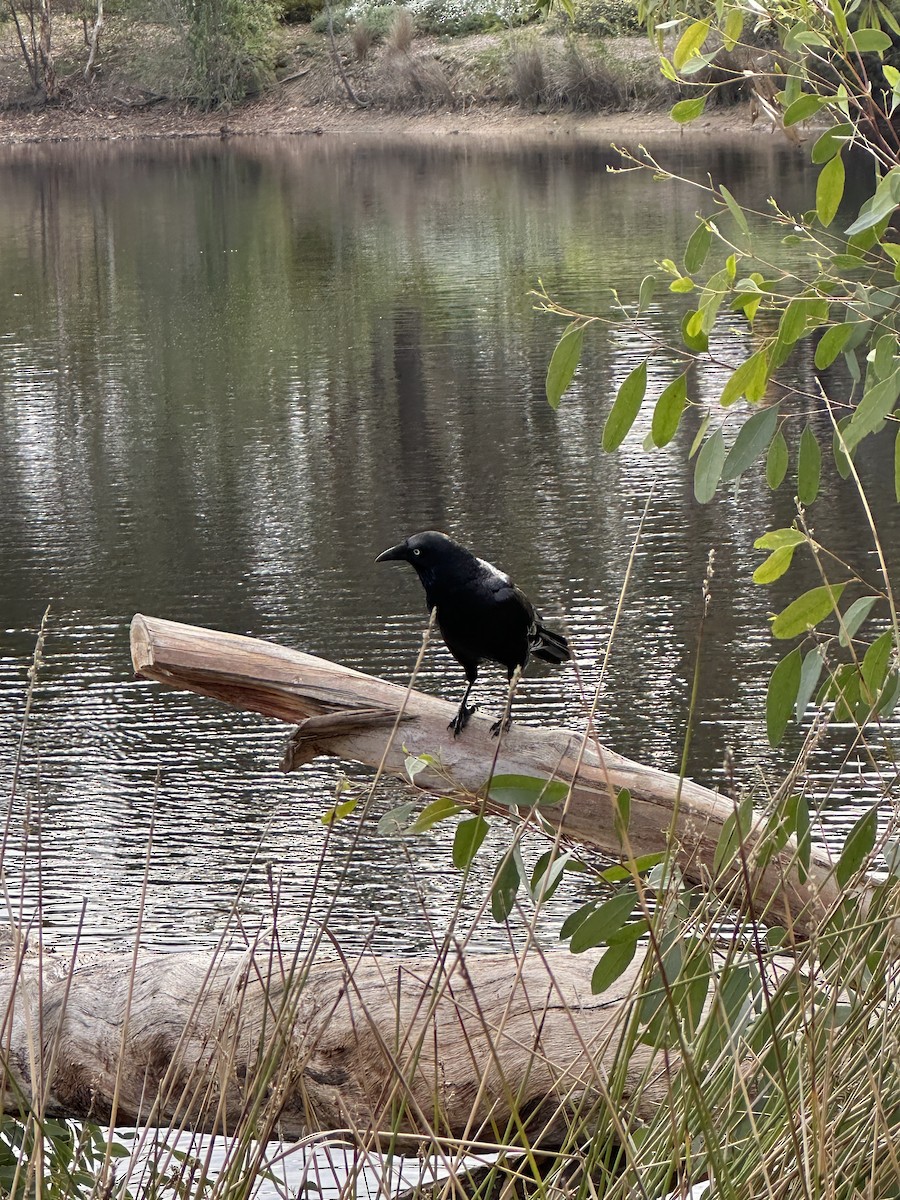 Little Raven - ML637914522