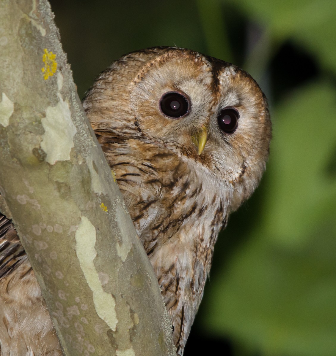 Tawny Owl - ML637914527