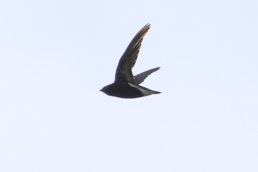 Purple Needletail - ML637914576