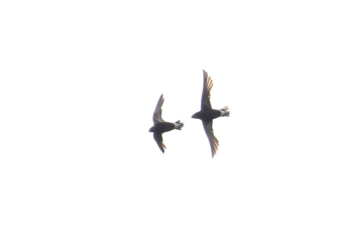Purple Needletail - ML637914578