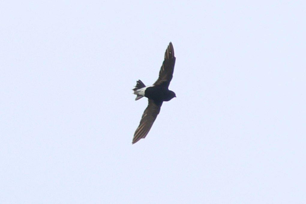 Purple Needletail - ML637914579