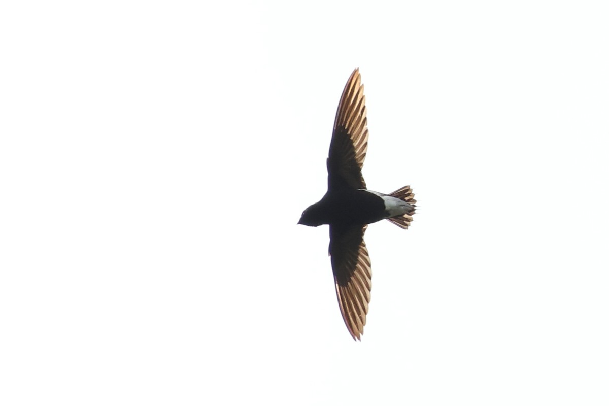 Purple Needletail - ML637914580